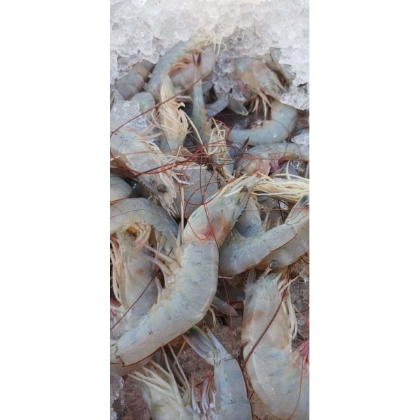 Jumbo Shrimp - Peeled and Deveined - Raw